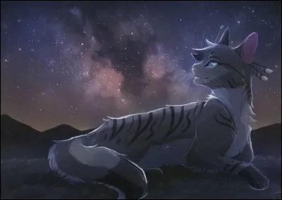 Tu rencontres un chat errant sur ton territoire tu...