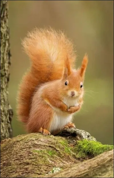 Pourquoi Poil d'Écureuil s'appelle-t-elle ainsi ?