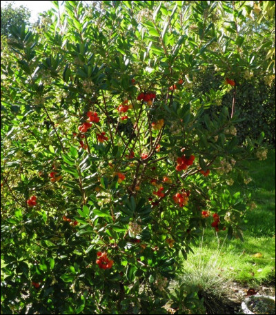 Quel est l'arbre appelé "arbre à fraises" ?