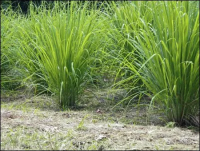La citronnelle porte un autre nom. Lequel ?