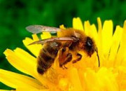 Quiz Bzz Bzz - L'abeille en culture gnrale