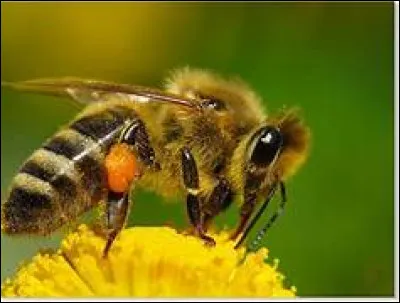 Où les abeilles mellifères tassent-elles le pain d'abeille qu'elles fabriquent ?