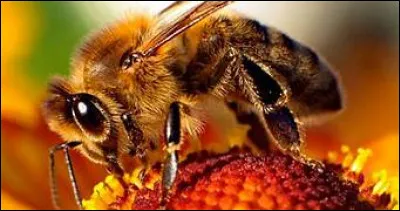 Quel est l'unique rôle des mâles abeilles ?
