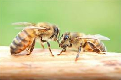 Combien d'espèces d'abeilles retrouve-t-on en France ?