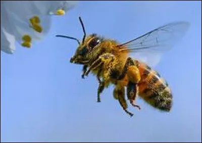 Quand se déroule la Journée mondiale des abeilles ?