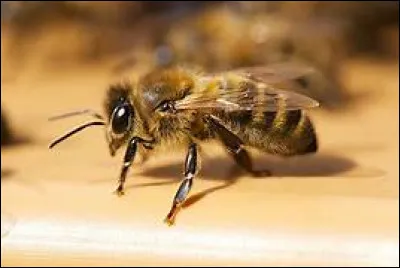 De quel terme latin le mot "abeille" vient-il ?