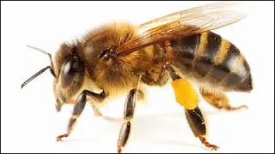 De quoi les abeilles se nourrissent-ils ?