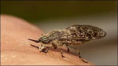 Quelle lettre faut-il ajouter pour obtenir une partie du pied ?