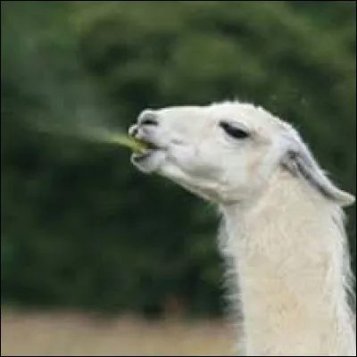 Quelle lettre faut-il enlever pour obtenir une sorte de reprise ?