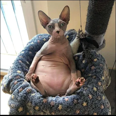 Quelle est cette race de chats ?