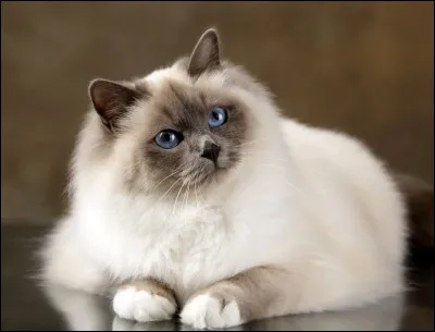 Quelle est cette race de chat ? (Ma race de chats préférée)