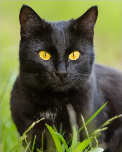 Et ce chat quel est-il ?