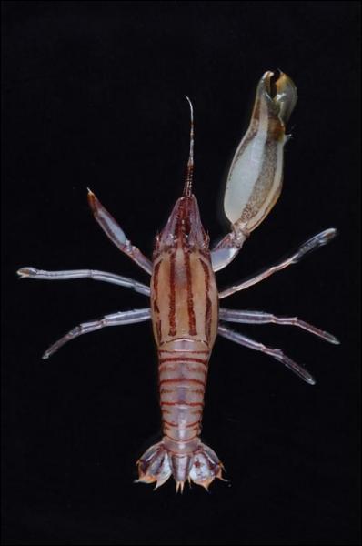 La crevette pistolet porte ce nom car...