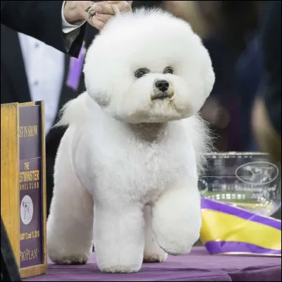 Quelle est cette race de chien ?