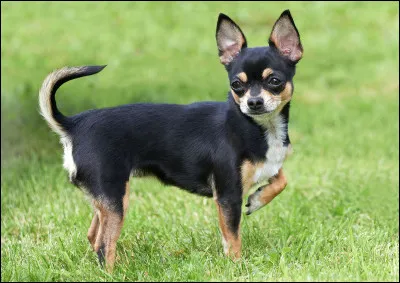 Quelle est cette race de chien ?
