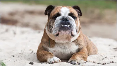 Quelle est cette race de chien ?