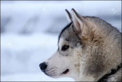 Quelle est cette race de chien ?