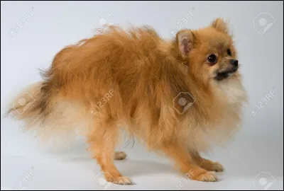 Quelle est cette race de chien ?