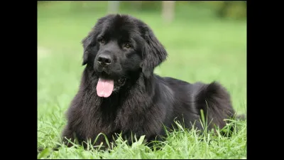 Quelle est cette race de chien ?