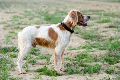 Quelle est cette race de chien ?
