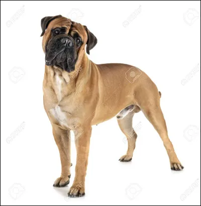 Quelle est cette race de chien ?