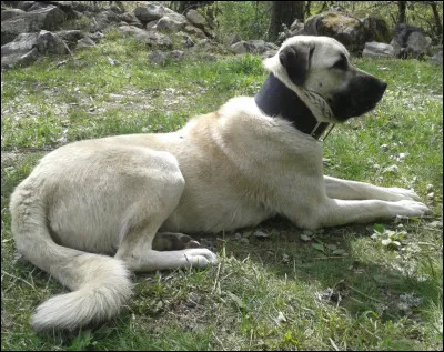 Quelle est cette race de chien ?