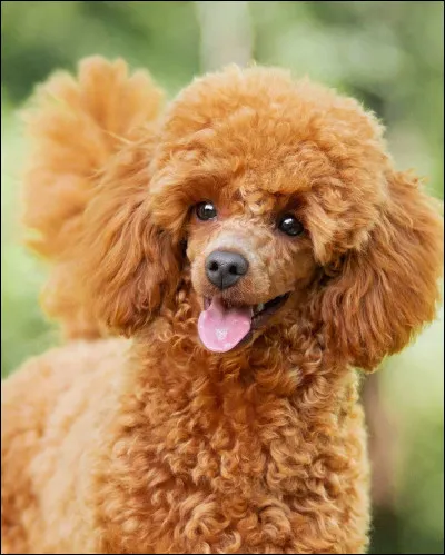 Quelle est cette race de chien ?