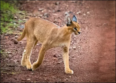 Parmi ces quatre animaux, lequel est une genette ?