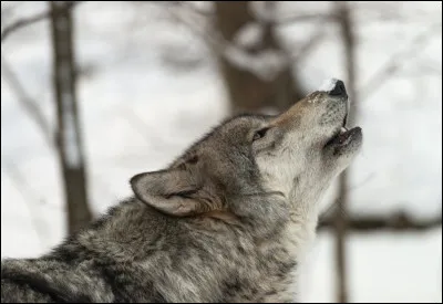 Pourquoi le loup hurle-t-il ?