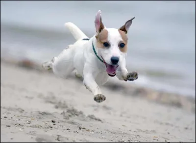 Tu préfères les...