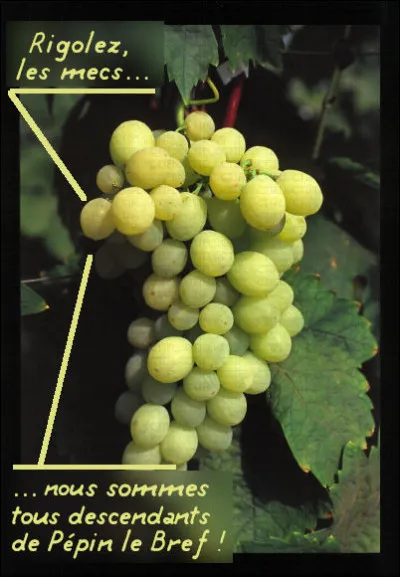 À quoi correspond le terme "Apyrène" ?