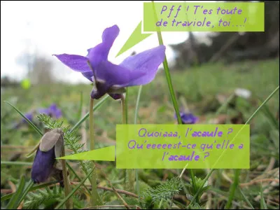 Désormais, lorsqu'on vous replacera - dans un cocktail mondain - le terme "Acaule", vous ne vous précipiterez plus sur votre téléphone portable !