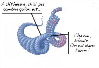 "Aneuploïdie" > Qu'est-ce que c'est que cette bestiole ?