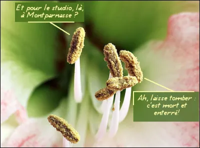 Toujours dans les "A" > Entendez-vous, au bout de l'étamine, le nom de l'organe mâle de la fleur qui produit et renferme le pollen ?