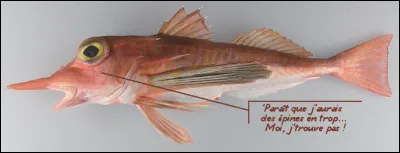 Trouvez le sens de l'adjectif ''Antrorse'' (qui s'emploie aussi pour le monde animal !)