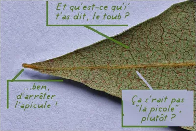 "Apiculé,e" > Que désigne-t-on par ce caractère d'une plante ?