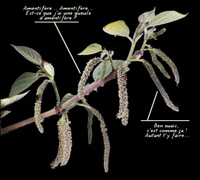 Autre adjectif : "Amentifère". Quel en est le sens ?