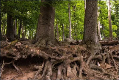 Quand parle-t-on d"Anastomose" ?