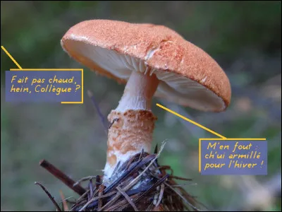 Et que peut bien être cette "Armille" ?