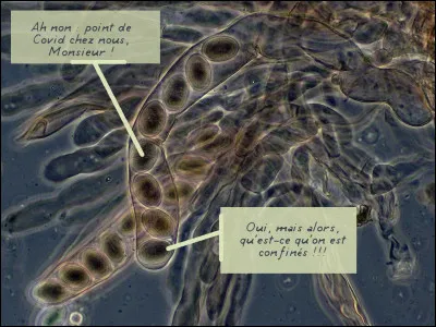 L"Asque" est une cellule reproductrice en forme de sac allongé ou arrondi, produisant en général, par puissances de 2, ...