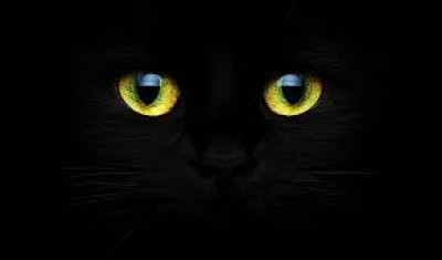 Quel(s) chat(s) voi(en)t dans le noir complet ?