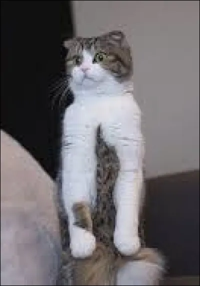 Et quel(s) chat(s) aime(nt) se mettre en une position de lémurien (voir photo) ?