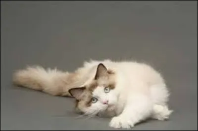Quel chat a la particularité de se détendre lorsquon le prend dans les bras, telle une poupée de chiffon ?