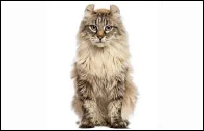 Quelles races de chats ont les oreilles quon pourrait qualifier de "particulières" ?