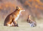 Quiz Carnivore ou herbivore ?