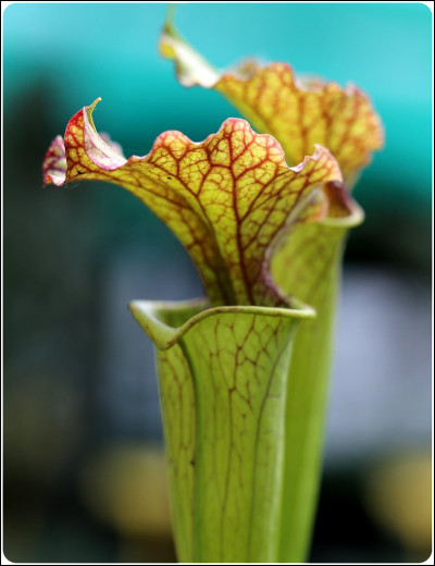 Cette plante est-elle une plante carnivore, une plante herbivore ou une plante omnivore ?