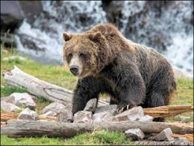 Cet animal est-il un carnivore, un herbivore ou un omnivore ?