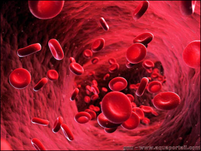 Quelle est la durée de vie moyenne d'un globule rouge dans l'organisme ?