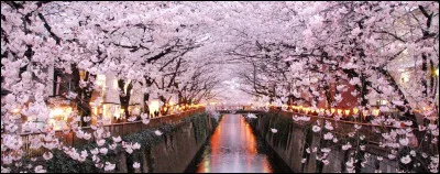 Quand les Japonais fêtent-ils les cerisiers en fleurs et ne travaillent-ils pas ?