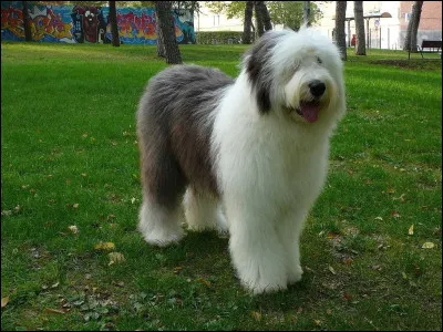 Et ce chien tout poilu qu'est-ce donc ?